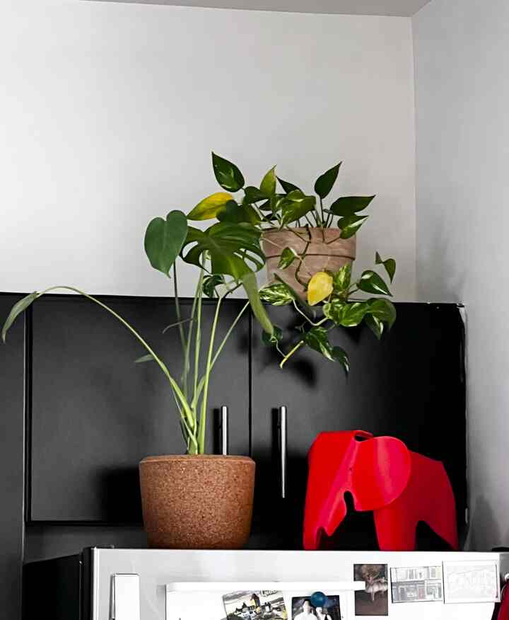 Simple interior space featuring plants and a red elephant objet on a black cabinet