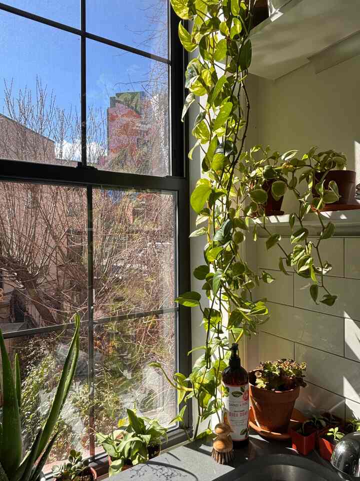 Mencuci piring = berjemur
#dapur #greenkitchen #biophilickitchen 
#nyc #apartment #modern