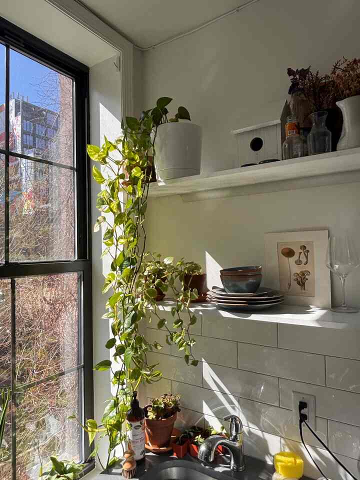 My favorite sunny spot🌞

#kitchen #plants #biophilichome #greenhome #modernbiophilicinterior #apartment #nyc