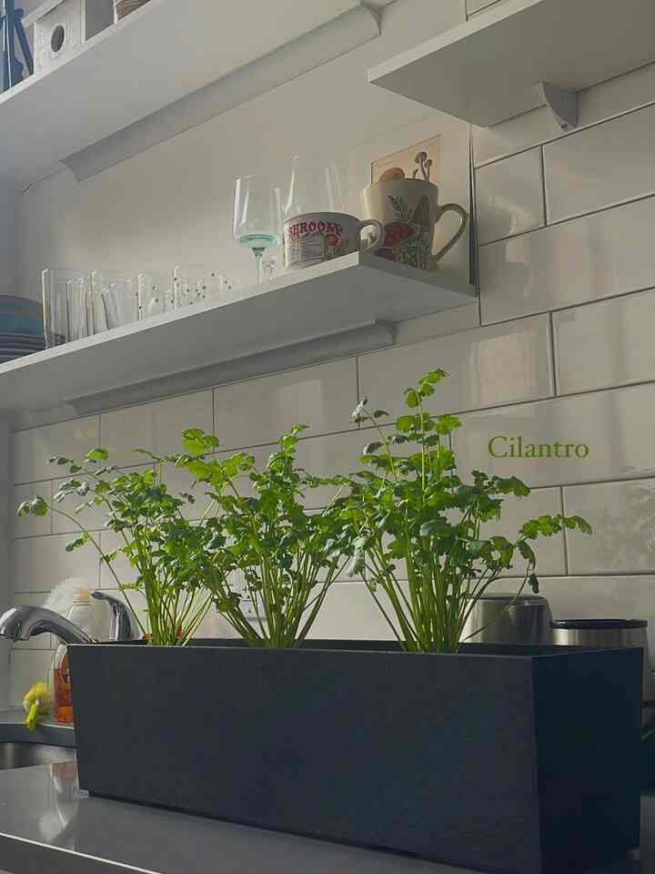 Tanaman herbal terbaru & pot tanaman terbaru 

#pot tanaman #herbs #kitchen #greenkitchen #apartment #nyc #biophilickitchen #modern #plants