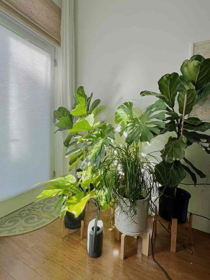 Sunlight streaming in through the window in my plant corner 
#greenery #plants #natural