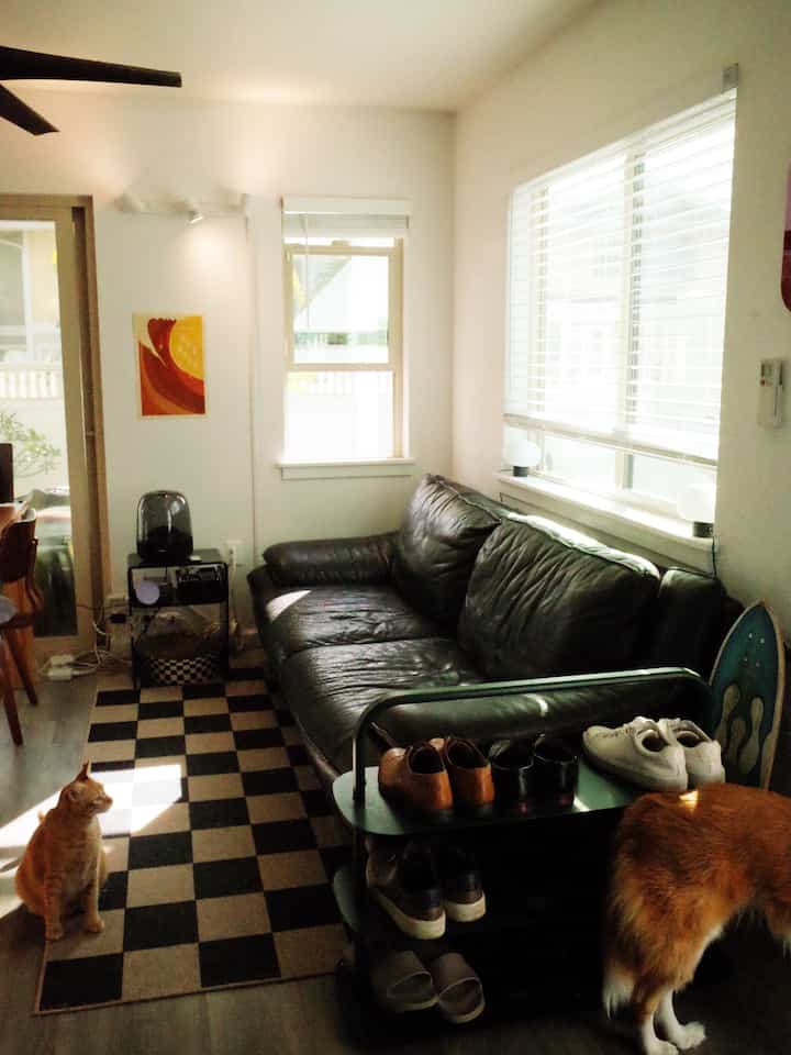 Bright white-toned walls with black leather sofa in a compact cozy living room featuring a cat and dog