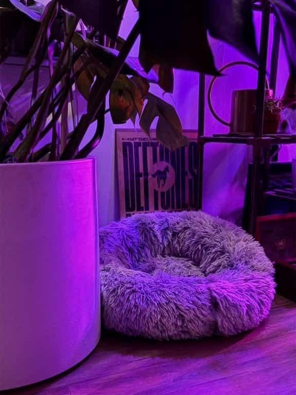 Purple-lit apartment corner featuring a plant pot and fluffy donut dog bed with a natural color scheme