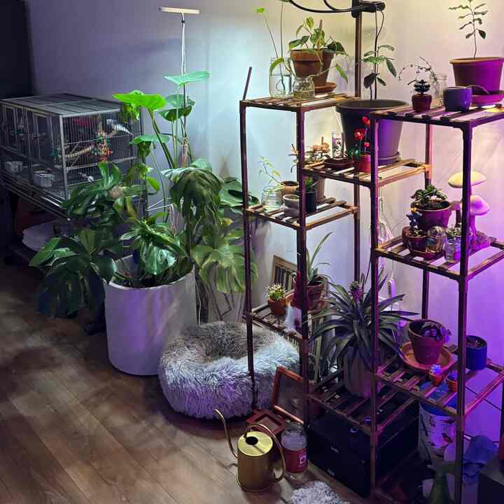 Indoor plant heaven 

#apartmentinterior #plantpot #growlight #dogbed #nyc #biophilichome #indoorplants 