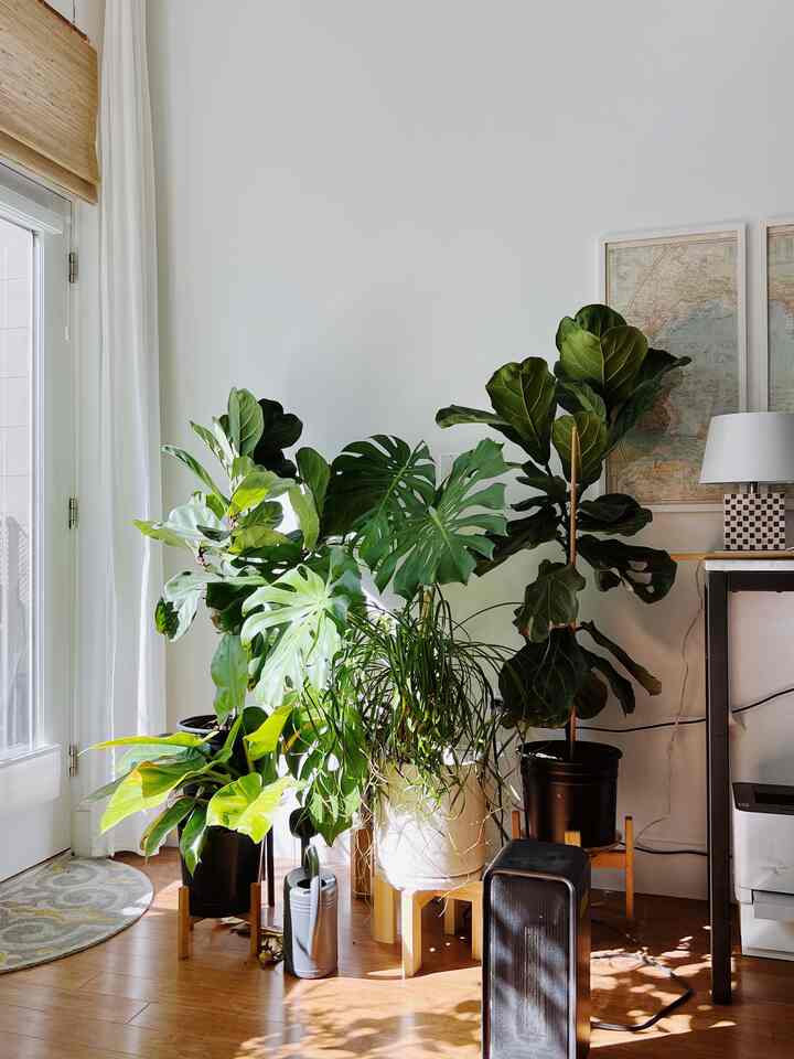 Another look at my sunny corner of large plants in the living room!

#plants #biophilic #modern #eclectic