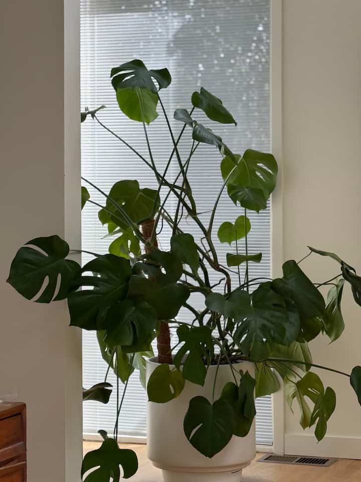 Monster monstera in the Spring #plant #Planterrier #roomdecoration #roominterior #decoration #bedroom 