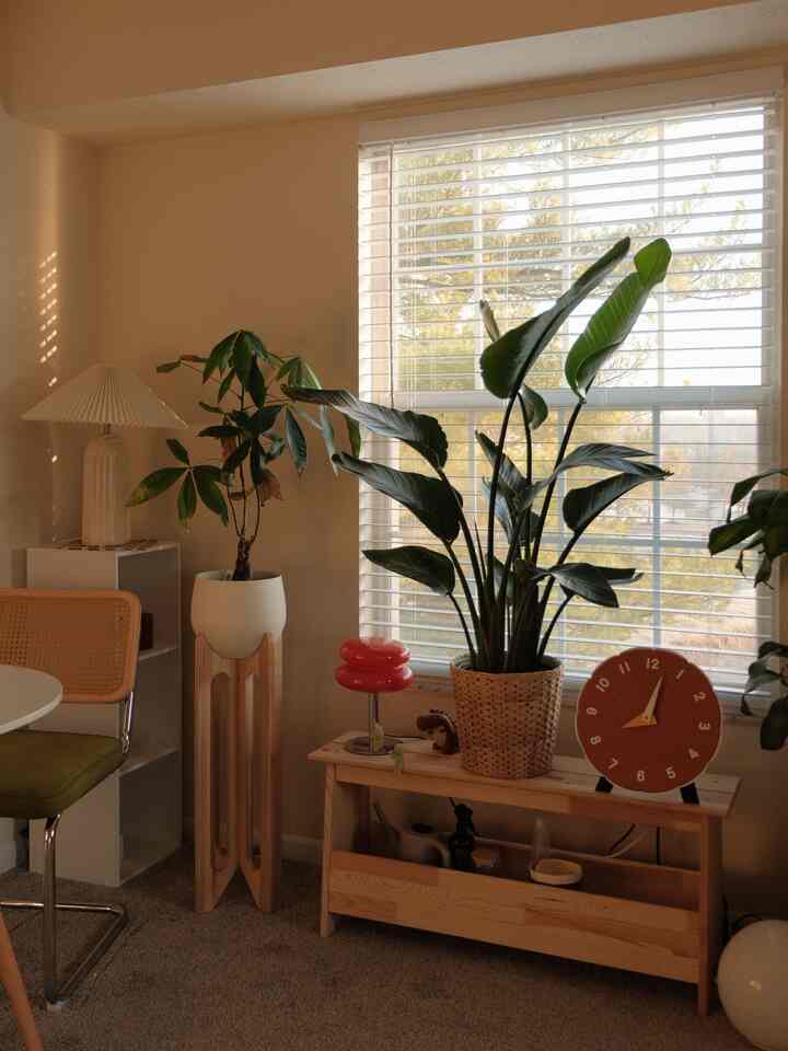 Organization tips & tricks:
If guests are on their way and I’m looking for an easy way to store miscellaneous items, I usually stuff them in my 3 cube bookshelf! 

Do you have an emergency storage solution?

(If you’re a guest coming to my apartment unannounced, please don’t check the bookshelf 🥲😆)

#plantinterior #PlantDeco #plantshelf 