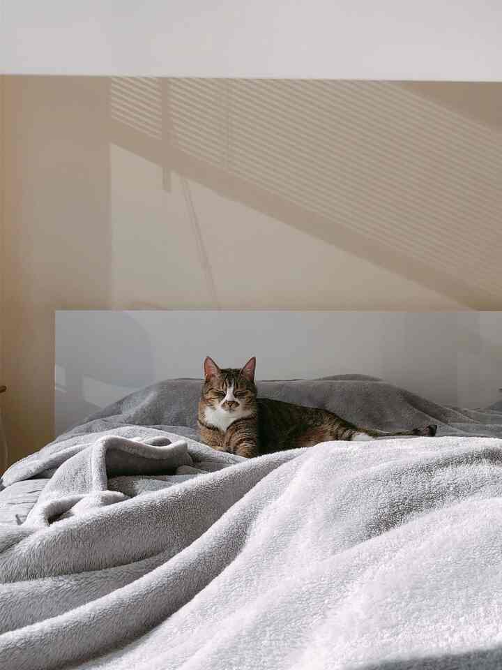 Sunbathing royalty: a cat’s guide to living your best life #LafayetNY #bedroomcat #Modernbedroom #Moderninterior #OHouse