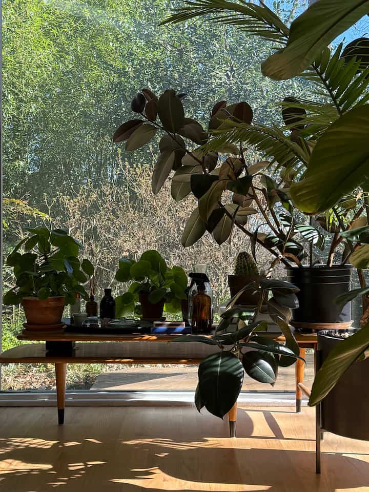 Plants in my room #bedroom #bedroomdecor #bedroominterior #plants #Planterrier #indoorplants #plantinterior 