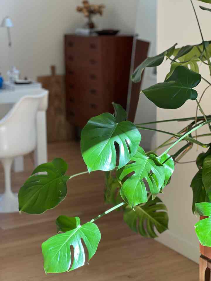 Natural tone living room featuring bright green monstera plant, wooden furniture, and white dining chair creating a harmonious space