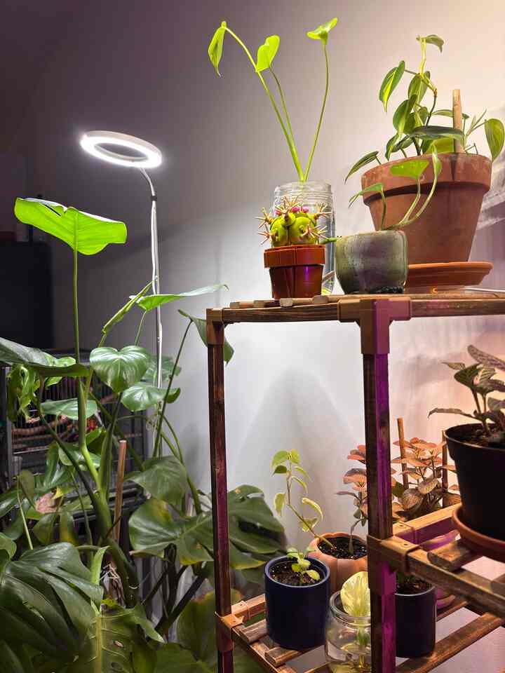 My plant nursery 





#plants #plantinterior #growlight #monstera #plantstand #plantterrier #plantdiary #planterorganizer #plantlight #cozy #naturalinterior #naturalmarble 