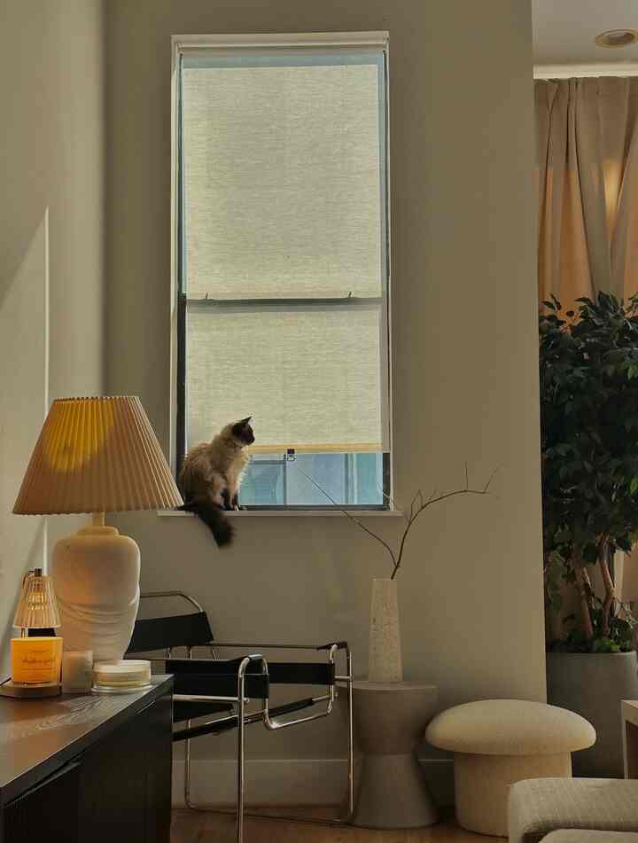 sunset with the cats ☀️ #japandi #livingroominterior #mcm #warm #cozy #sunlight #cat #wood #plant 