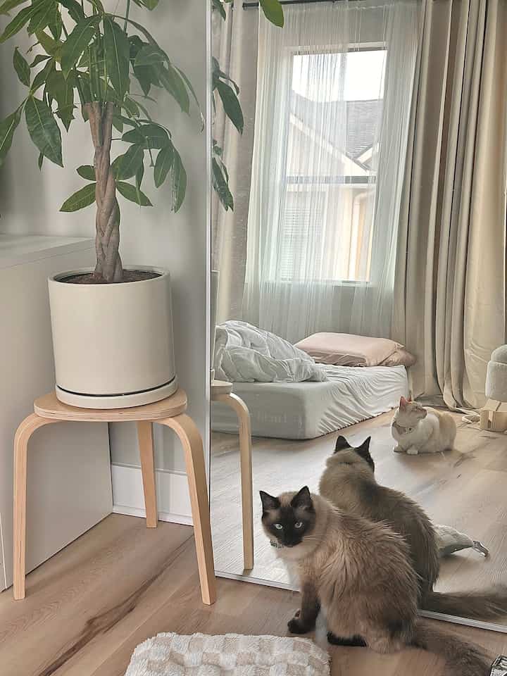 the coziest time with the best company 🫧 #wood #WoodInterior #woodenfurniture #japandi #beige #neutral #organic #boucle #silk #minimal #bedroominterior #bedroomdecor 