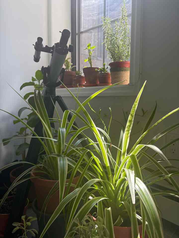 Monster Spider Plant 

#plants #biophile #greenterrier #planters 