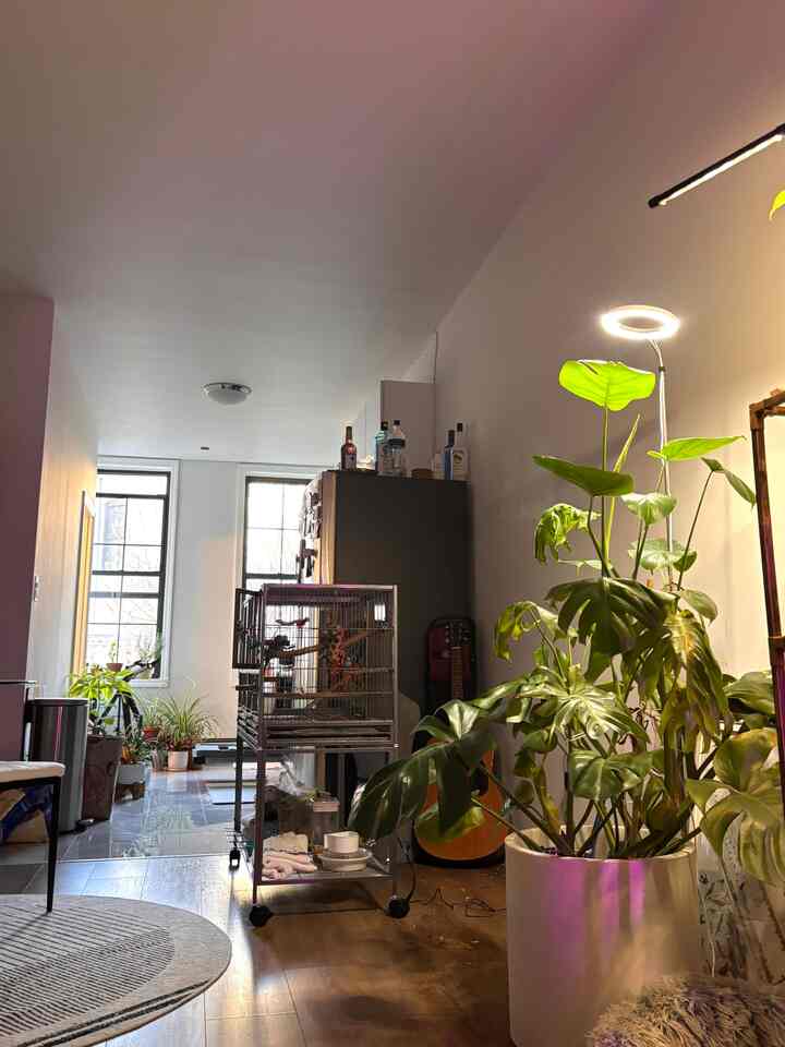 Plants are starting to make this place feel really cozy, specially on rainy days.
Monstera needs to be pruned. 



#pets #plants #biophilichome #monstera 