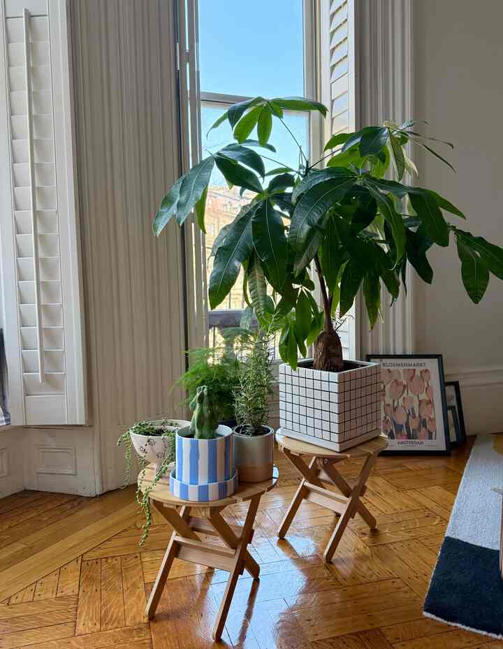 Finally a spring day in Boston #spring #plant #indoorplant #greenthumb #boobiecactus #moneytree #rosemary #asperagusfern #frenchwindow #brownstone 