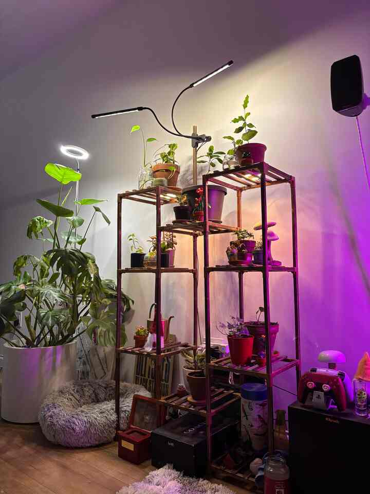 Our indoor fairy land✨

#plants #monstera #plantshelf #planters #growlight #indoorplants #apartment #nyc