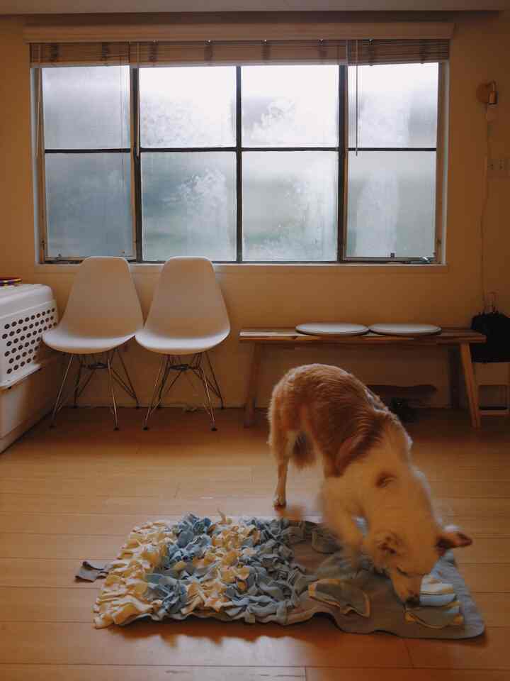 A little seating area in the living room for those leftover chairs that still deserve a spot! 🪑✨ And this sniffing mat? A total game-changer for letting my dogs release some energy and stay entertained. 🐶💡 #SeatingArea #CozyCorner #DogLovers #SniffingMat #PetEssentials #DogEntertainment #LivingRoomVibes #SpaceSaver #SmallSpaceLiving #HomeAesthetic #ComfortableLiving