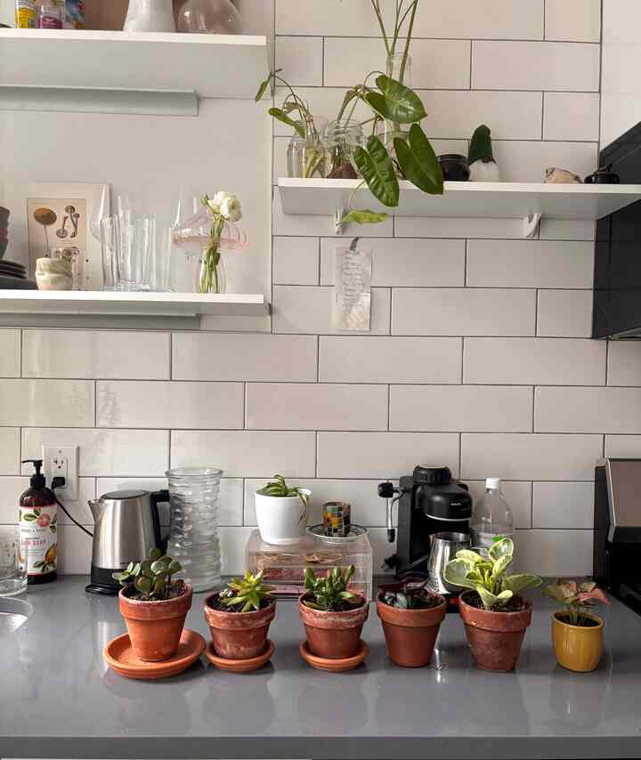 
My most versatile pieces of decor🌱

#plants #indoorplants #apartmentkitchen #nyc #biophilic #modern #kitchen #planters 