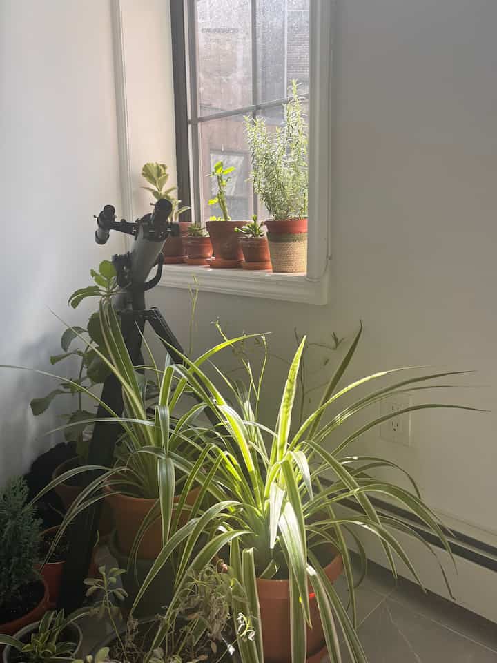 Morning light 

#indoorplants #Planterrier #apartmentinterior #nyc 