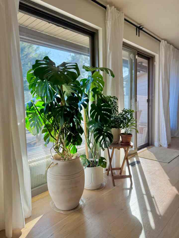 Natural color living room bathed in bright sunlight, featuring plants and a wooden stool creating a warm atmosphere
