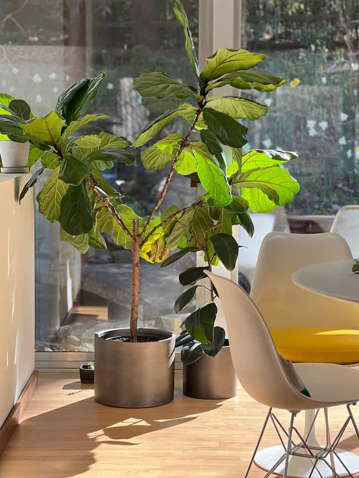 Sunny afternoon #diningroom #plants #planters #chairs #diningchair