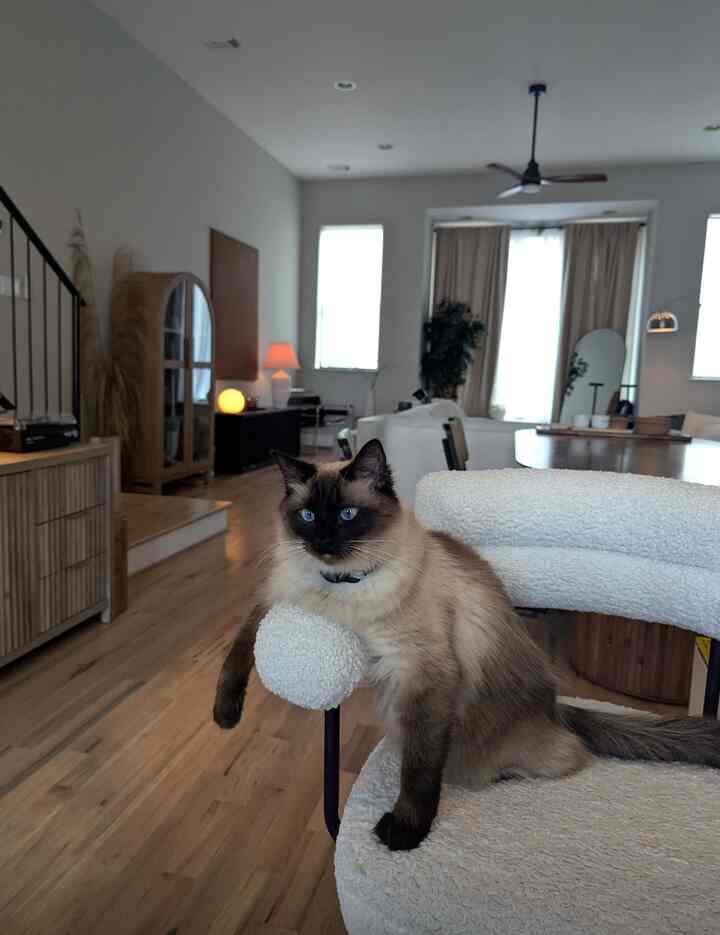 Hanya seorang pria santai yang bersantai di bangku bar pulau 🐱#japandi #neutral #oak #woodinterior #wood #ambiance #lamps