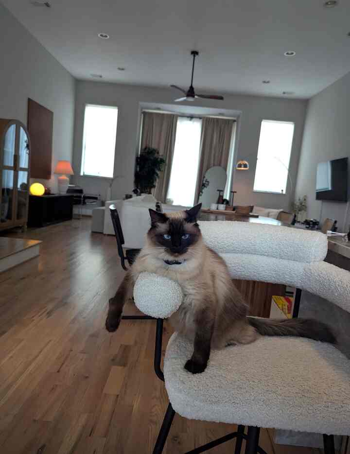 Natural modern living room with wood tone flooring, white textured chair occupied by a cat, and minimalist decor