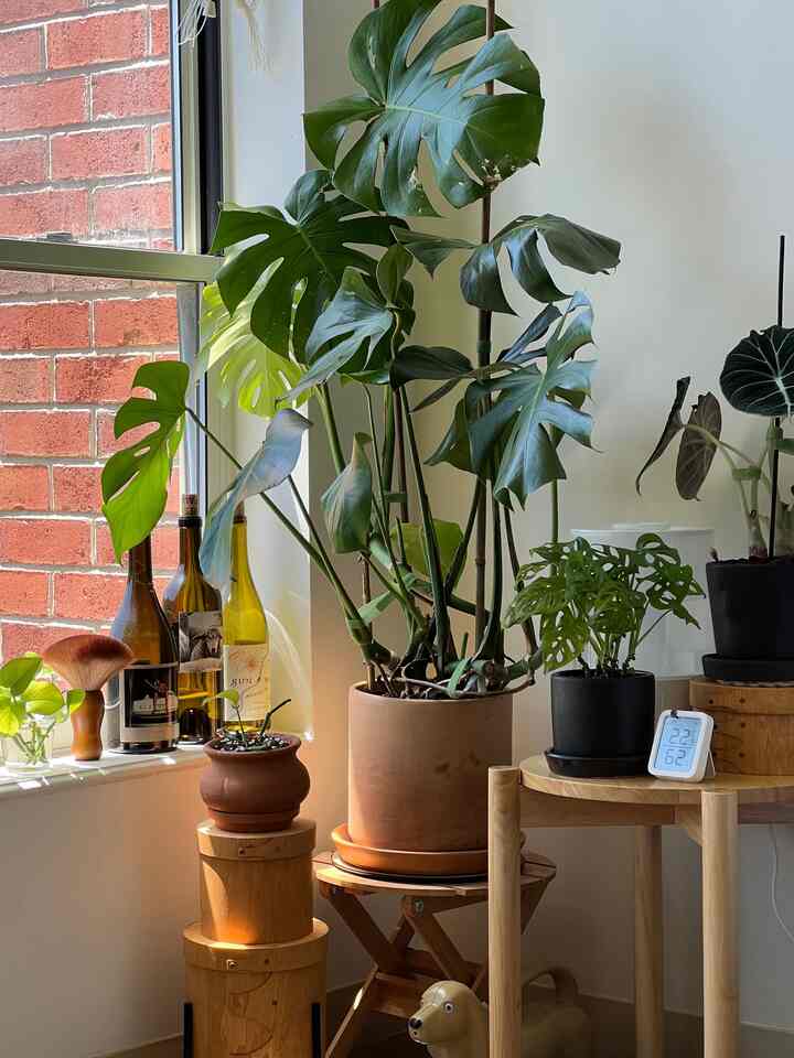 Neutral palette of our plant nook🪴
#planterriee #plant #interior #neutral #neutralcolor #pot #japandi #midcenturymodern