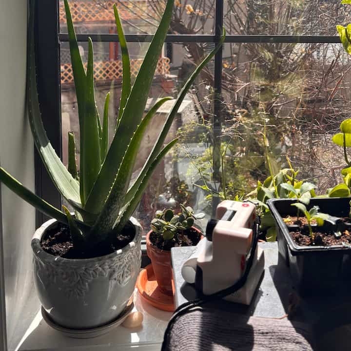 A chill weekend taking care of the plants, with doggos company 🐶


#biophilichome #modernbiophilic #plants #pets #planters #springinterior  #spring #nyc #apartmentinterior #apartment
