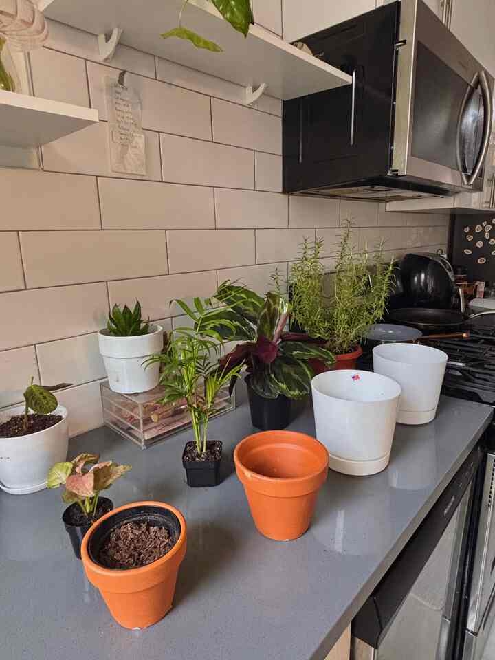 Musim repotting🌱
Senang menghabiskan waktu di rumah, merawat tanaman saya.

#selfcare #plantinterior #PlantDeco #apartment #biophilichome #nyc