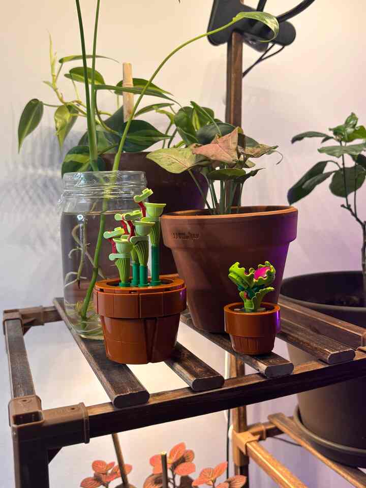 Lego plants bring me so much joy ✨


#biophilichome #plants #plantshelf #plantlight #apartmentinterior #PlantDeco 