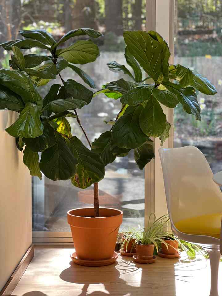 Clay Planters??? #plants #indoorplants #Planterrier #indoordecor #decor #decorations #plantsinterior #diningroom #knoll #diningchair #diningroomdecor #diningroominterior