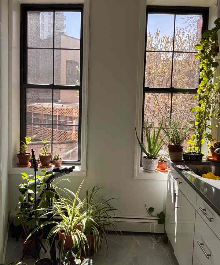 

#kitchen #kitcheninterior #apartmentkitchen #nyc #plantinterior 