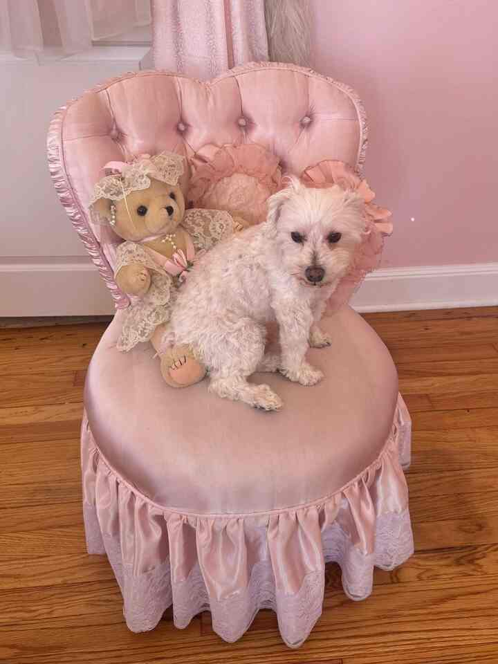Pink-toned bedroom featuring a heart-shaped pink chair with a white dog and a lace-dressed teddy bear, cozy vintage style interior