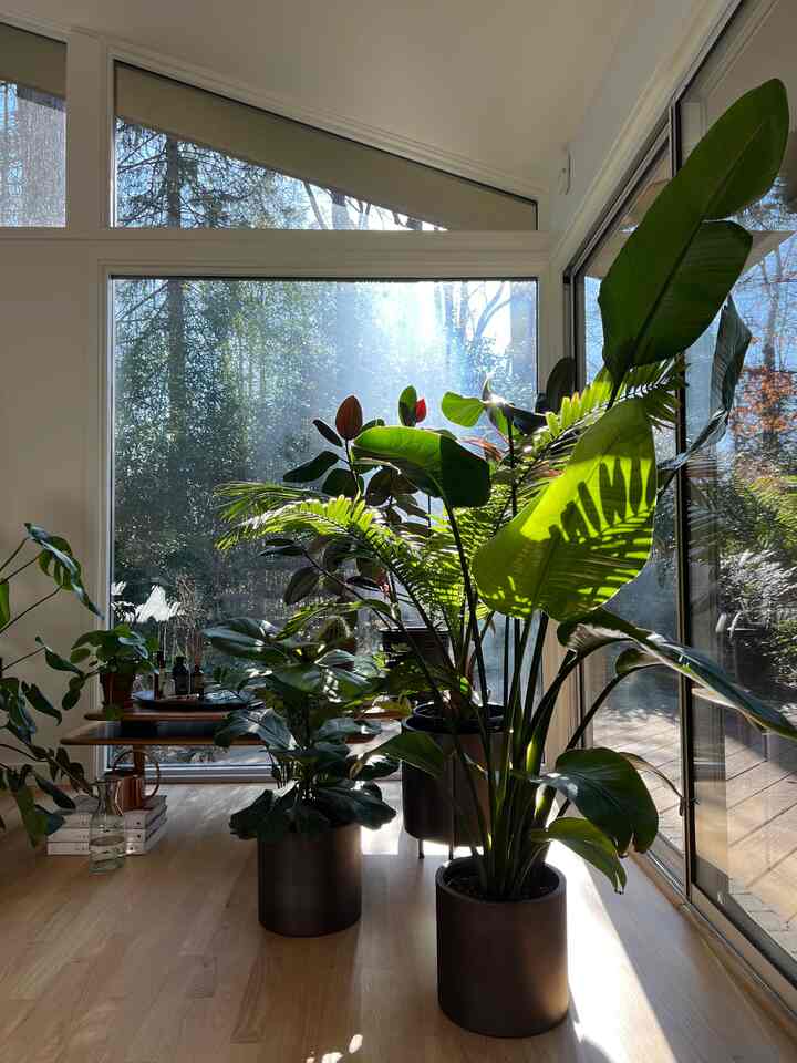 Plants sunbathing #bedroom #bedroomdecor #plants #indoorplants #Planterrier #plantinterior #roomdecor #roominterior