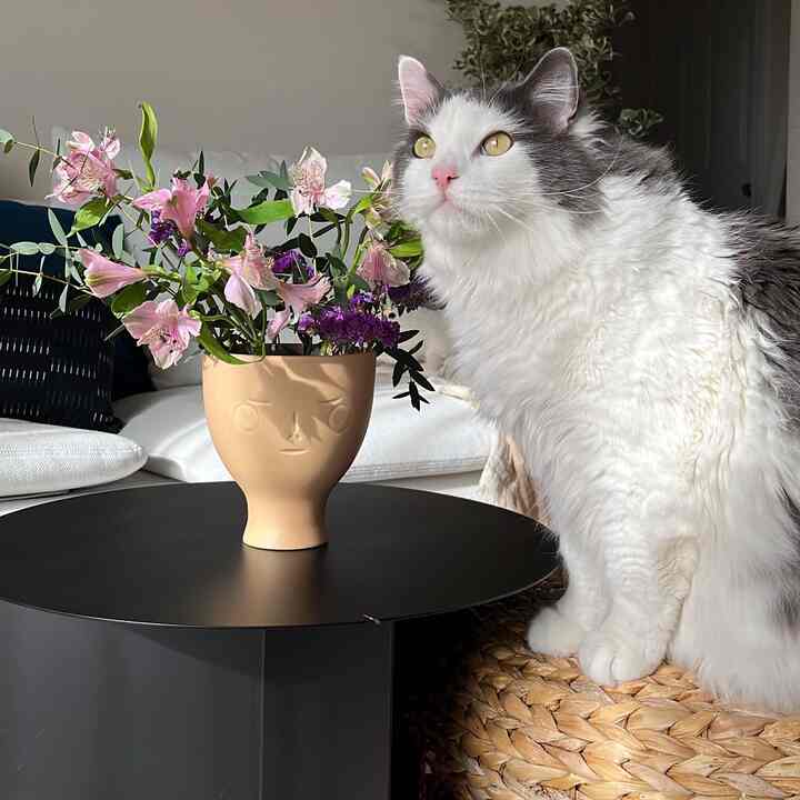 White and black toned living room featuring a round coffee table with a face-shaped vase and a fluffy cat, creating a cozy vibe