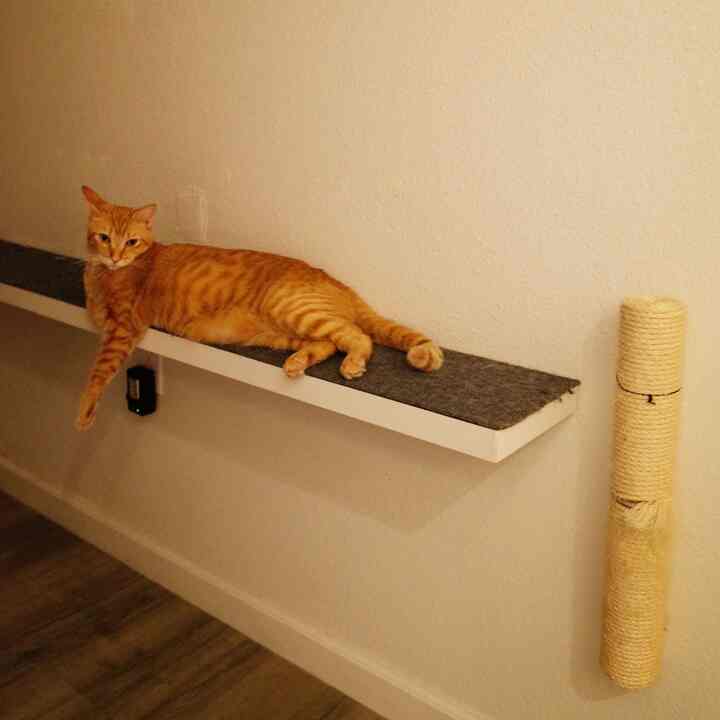 Perabotan kucing DIY! 😻✨ Saya mengubah rak dinding sederhana + kain lengket untuk menggaruk menjadi tempat bertengger kucing yang sempurna. 🐾 Ditambah lagi, tiang garukan dinding ini sangat tahan lama! 🏡🐱 #CatDIY #PetFriendlyHome #SmartSolutions