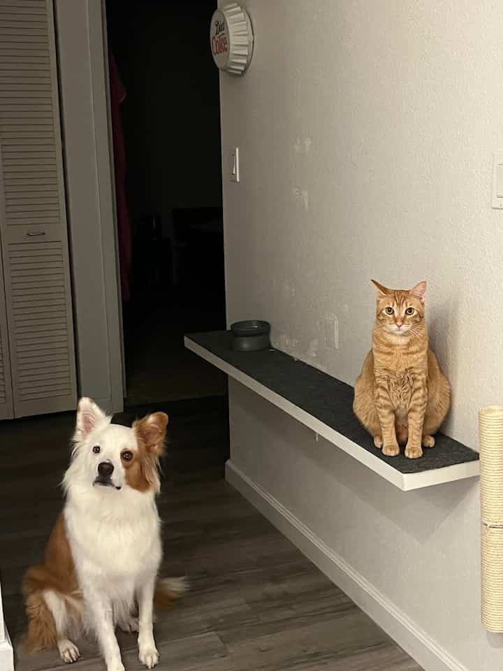 Lorong kosong? Jadikan lebih praktis! ✨ Saya membuat rak kucing ini sendiri, dan kucing saya suka berjalan-jalan di sini. 😻🏡 #PetFriendlyHome #DIYProject #HappyCat
