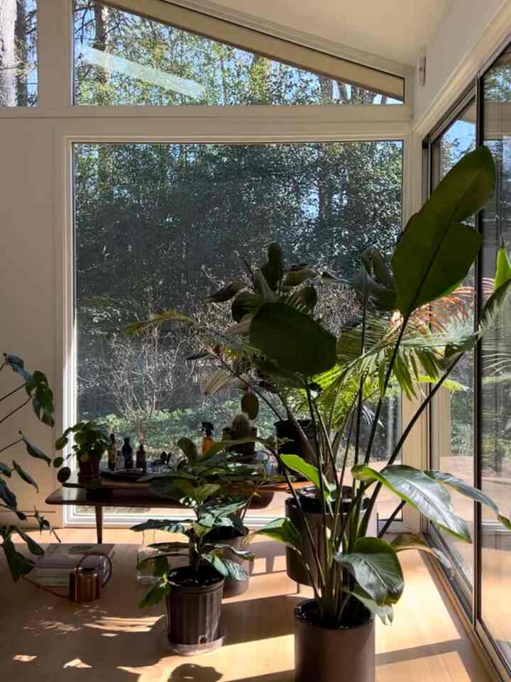Hijau di Musim Semi #indoorplants #plants #Planterrier #plantinterior #roominterior #roomdecor #roomstyle #plantsinmyroom