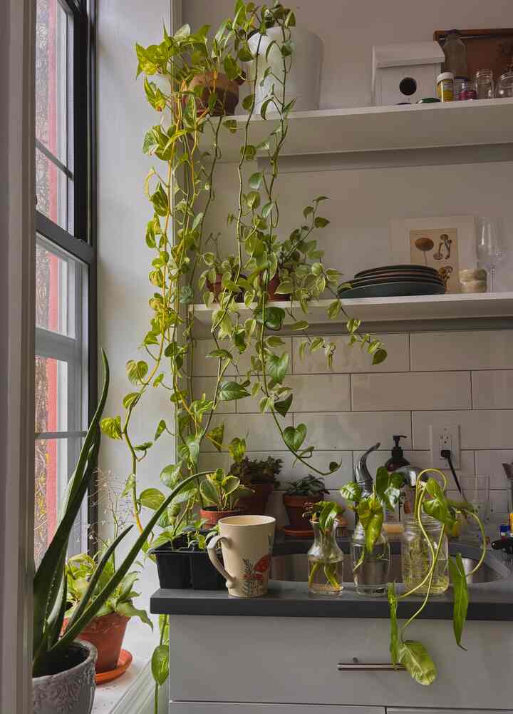 The plants are undeniably the life of the apartment. 
65 plants and counting. 
-

#spring #kitchen #flowers #biophilichome #apartmentkitchen #plants 