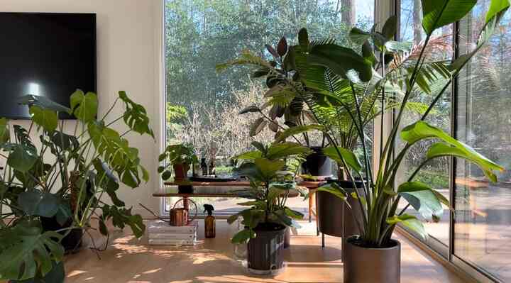 Plants in my room #plantbutler #plantinterior #indoorplants #bedroomdecor #bedroominterior