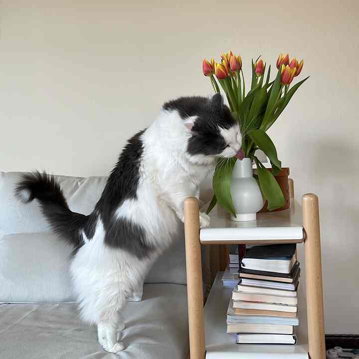 A cozy living room featuring a white sofa, natural tone multipurpose table with a vase of tulips, and a cat.