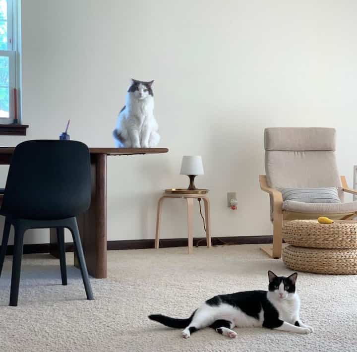 Cozy living room with soft beige and black tones, featuring an armchair, wooden table, and two cats on the table and carpet