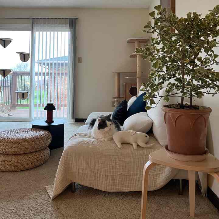 White-toned living room featuring a sofa, cat tower, a pet cat resting on the sofa, and a potted plant creating a natural atmosphere