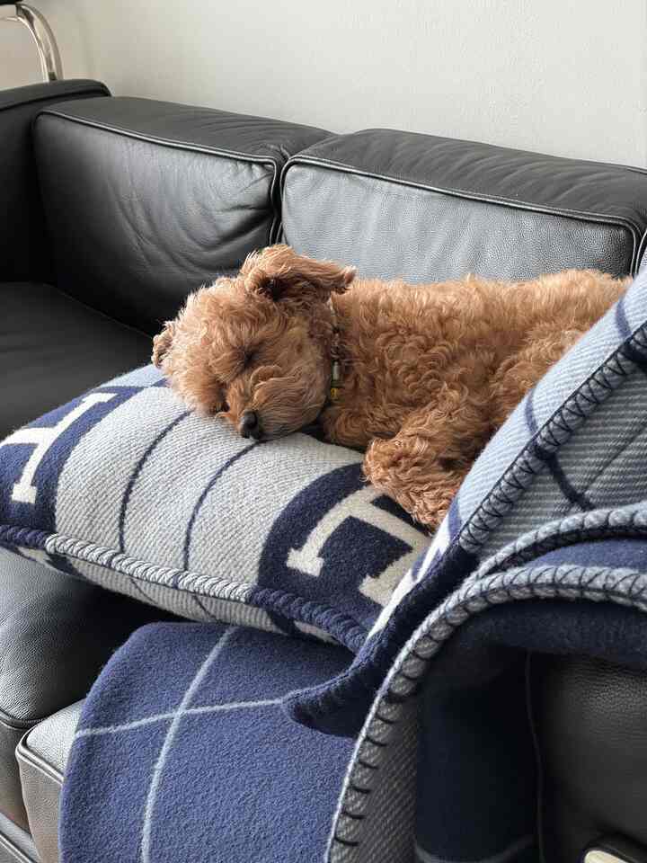 A modern living room in navy and black tones, featuring a black leather sofa with navy cushions and throw, and a brown dog peacefully sleeping on it