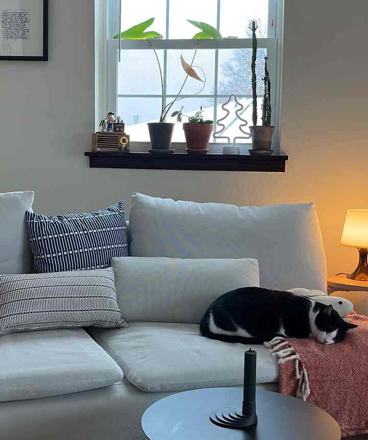 Simple living room with white sofa and plants by window, featuring a cat sleeping on a cozy blanket