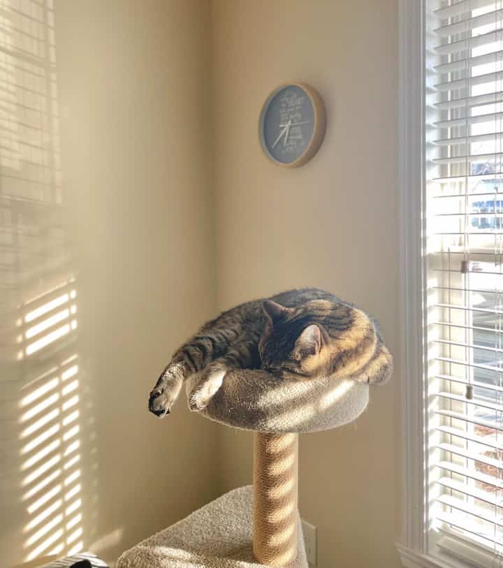 My beloved cat ❤️

#cattower #catmom