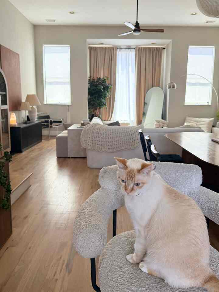 Bright white and wood-tone living room featuring a cat on a chair, with a simple and natural atmosphere