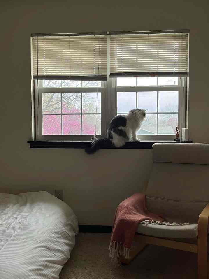 A cozy bedroom in white and beige tones featuring an armchair and a cat on the window sill